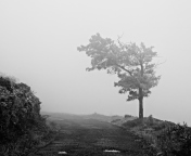 Lonely Tree wallpaper 176x144