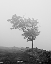 Lonely Tree wallpaper 176x220