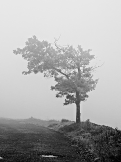 Lonely Tree wallpaper 240x320