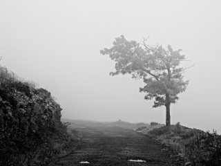 Lonely Tree wallpaper 320x240