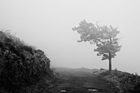 Lonely Tree wallpaper 480x320