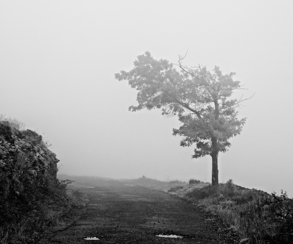 Sfondi Lonely Tree 960x800