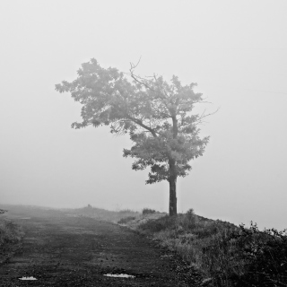 Lonely Tree - Obrázkek zdarma pro 208x208
