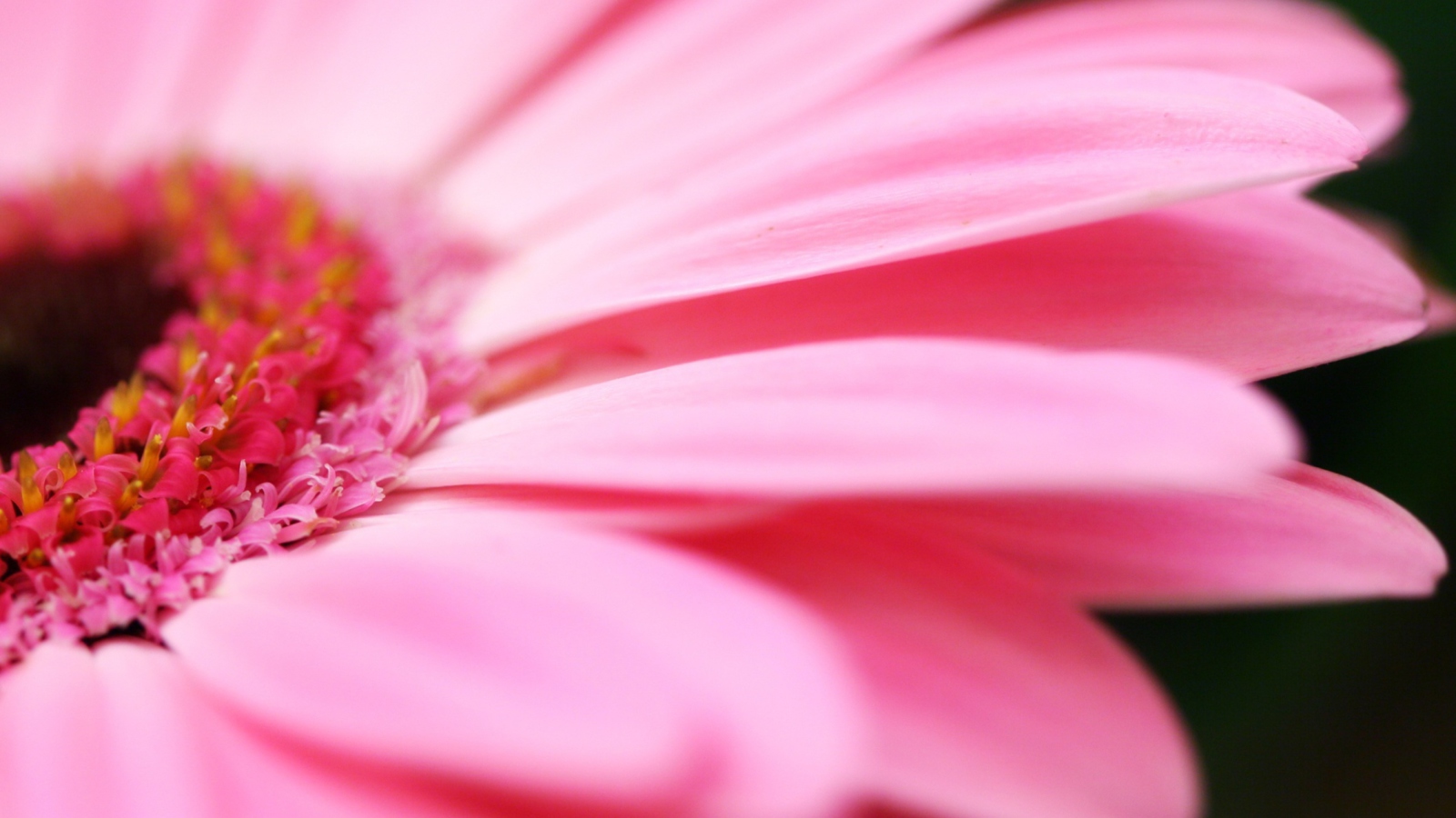 Screenshot №1 pro téma Pink Gerbera Close Up 1600x900