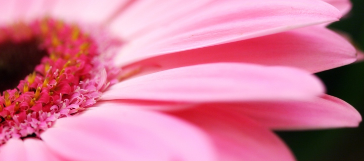 Sfondi Pink Gerbera Close Up 720x320