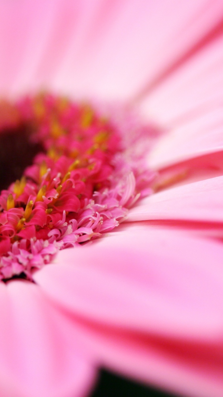 Sfondi Pink Gerbera Close Up 750x1334