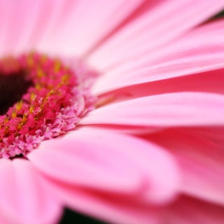 Pink Gerbera Close Up - Obrázkek zdarma pro 128x128