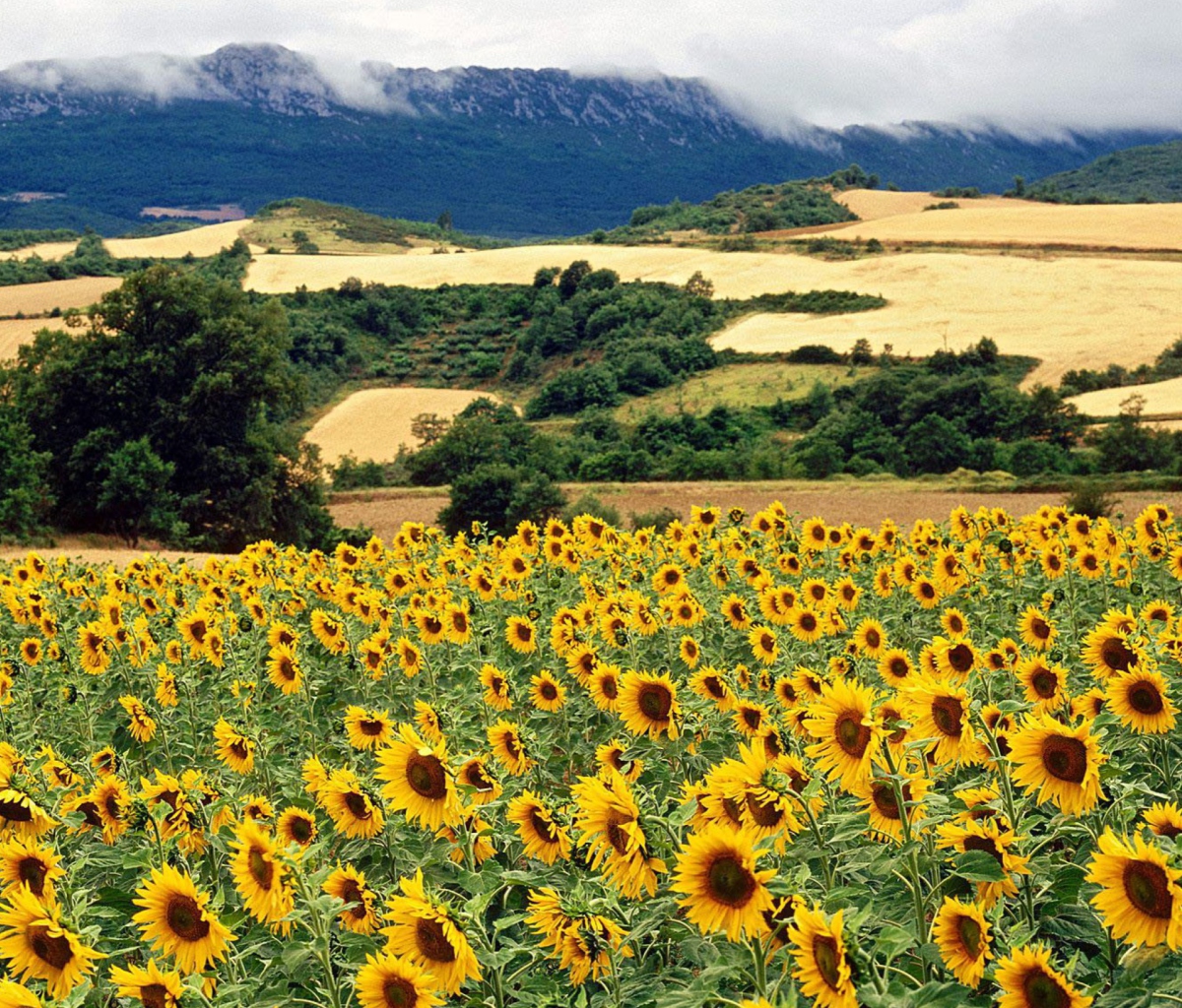 Das Sunflower Field Wallpaper 1200x1024