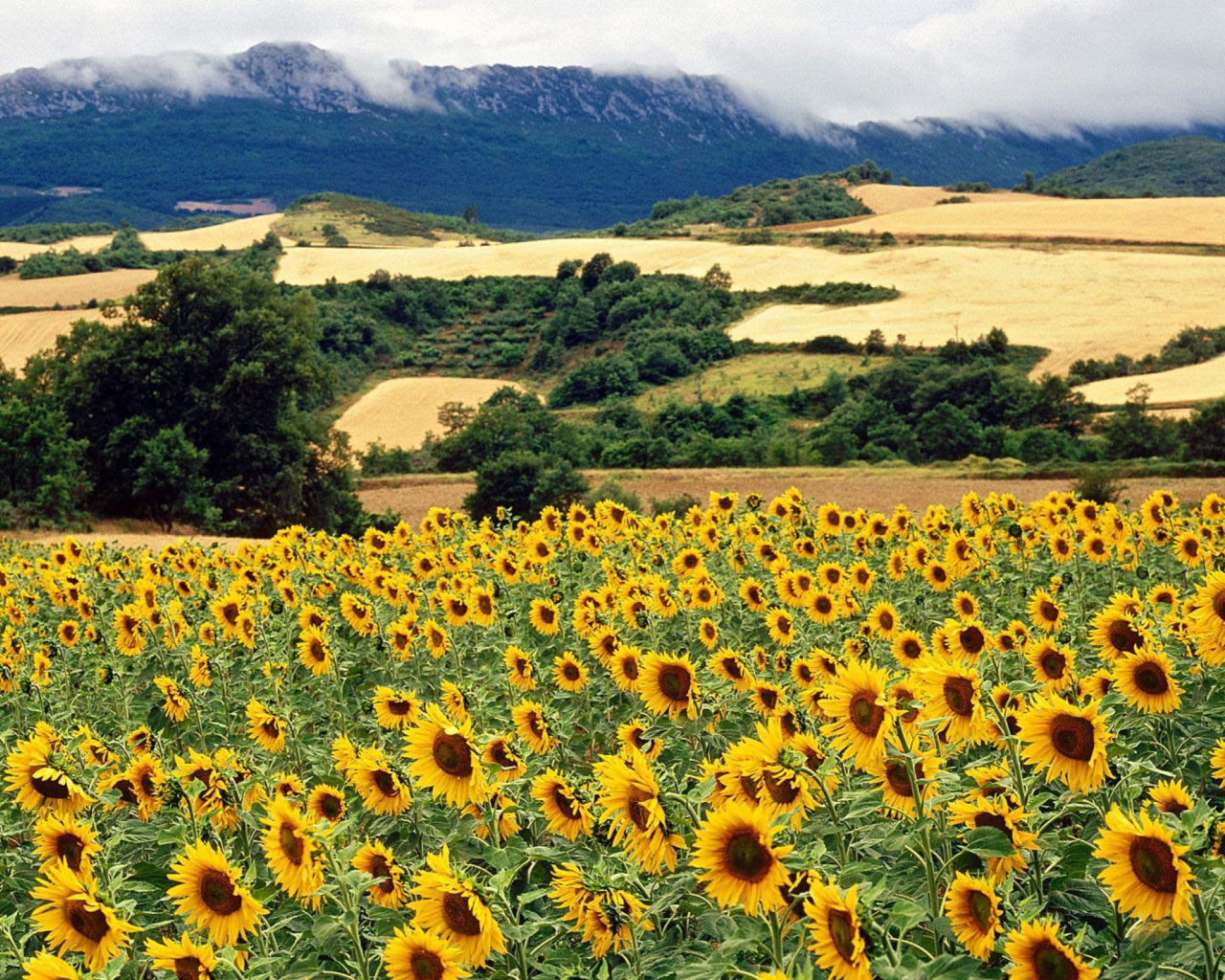 Das Sunflower Field Wallpaper 1280x1024