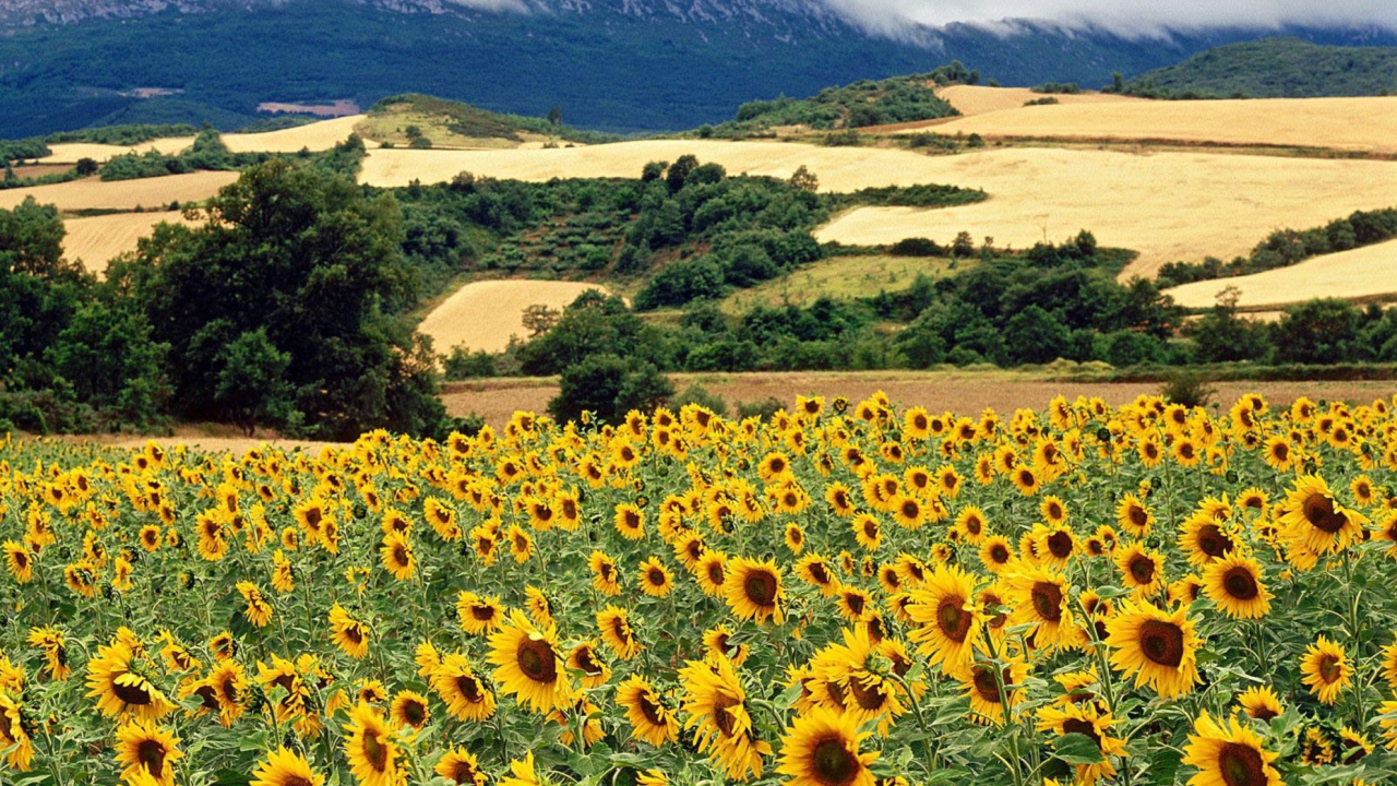 Fondo de pantalla Sunflower Field 1280x720