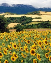 Das Sunflower Field Wallpaper 176x220