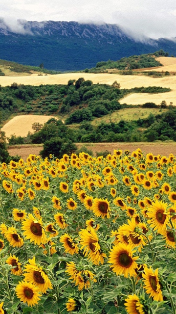 Обои Sunflower Field 360x640