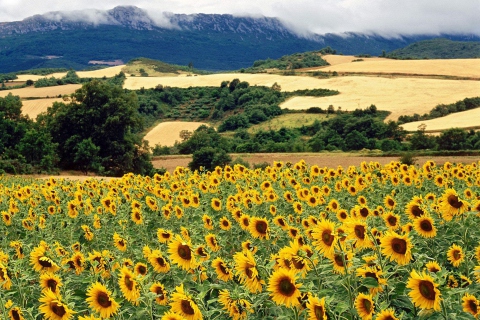 Sfondi Sunflower Field 480x320