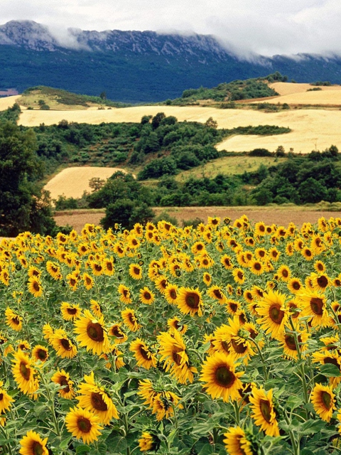 Screenshot №1 pro téma Sunflower Field 480x640