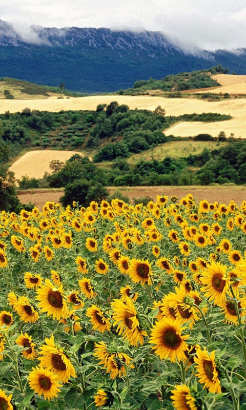 Das Sunflower Field Wallpaper 480x800