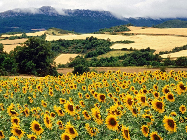 Das Sunflower Field Wallpaper 640x480