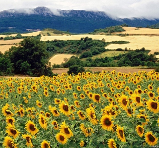 Sunflower Field - Obrázkek zdarma pro 208x208