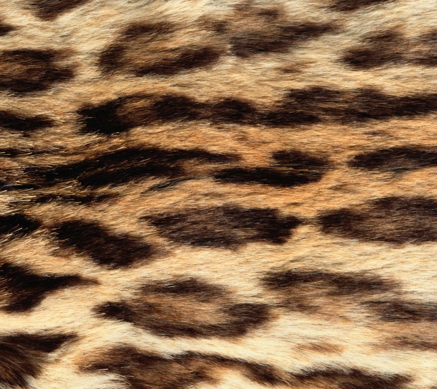 Animal Texture screenshot #1 1440x1280