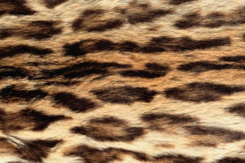 Animal Texture screenshot #1 480x320