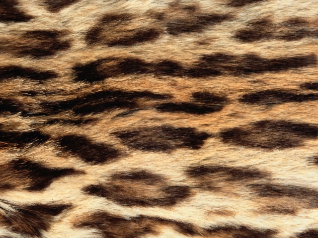 Das Animal Texture Wallpaper 640x480