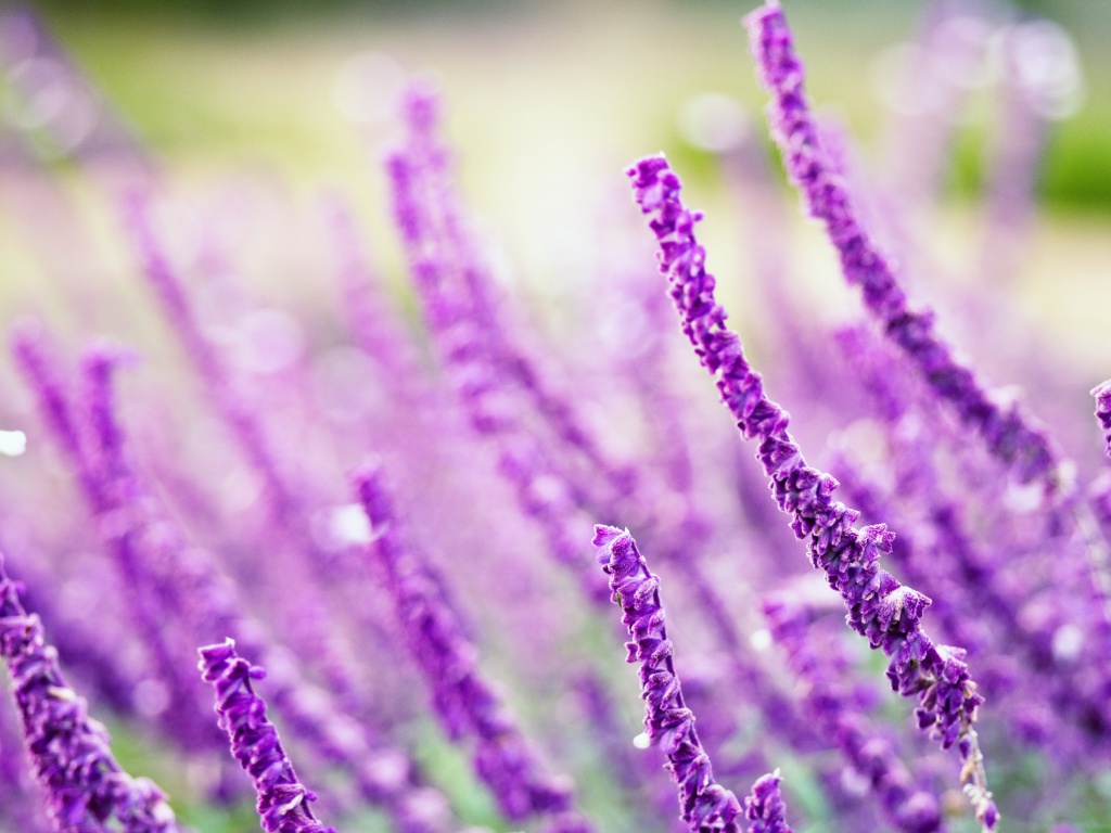 Fondo de pantalla Macro Purple Flowers 1024x768