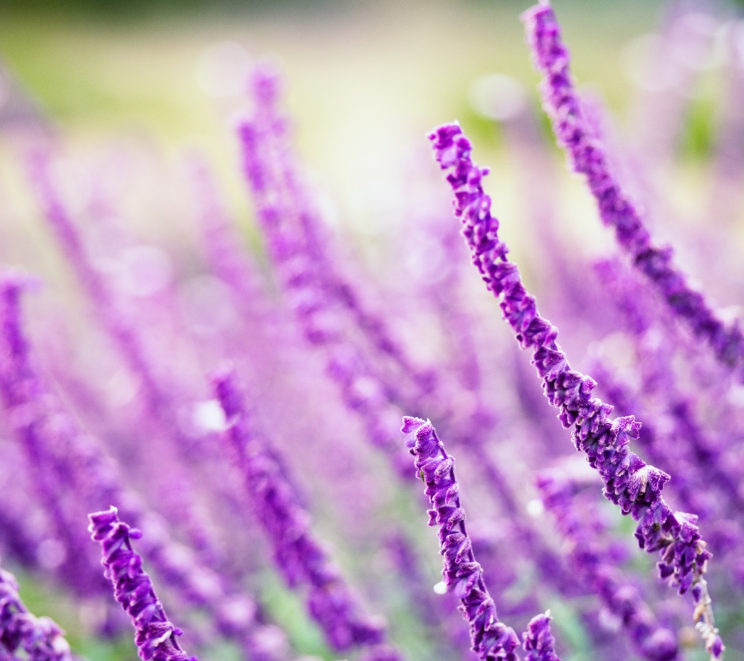 Обои Macro Purple Flowers 1080x960