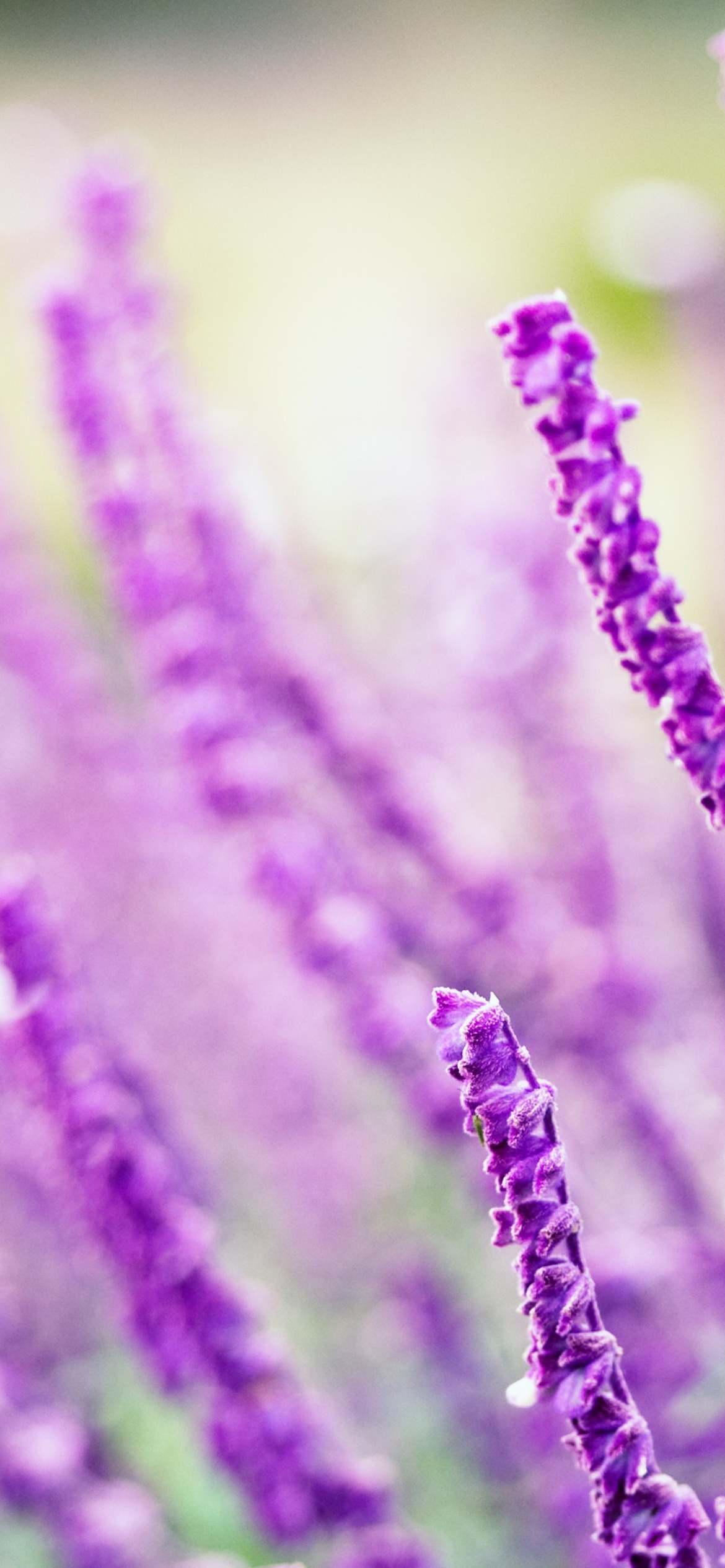 Sfondi Macro Purple Flowers 1170x2532