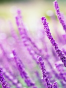 Fondo de pantalla Macro Purple Flowers 132x176