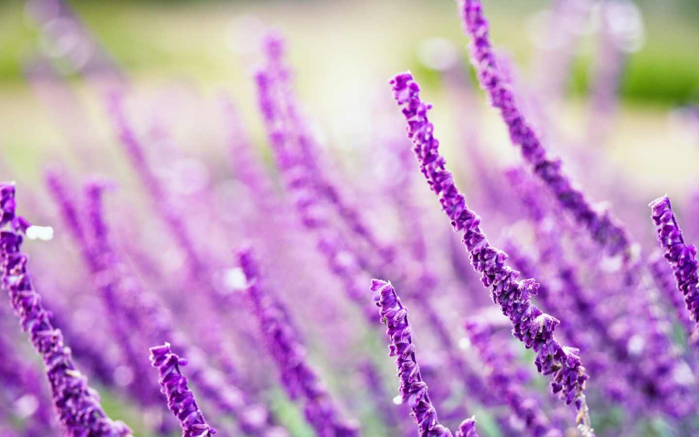 Macro Purple Flowers screenshot #1 1440x900