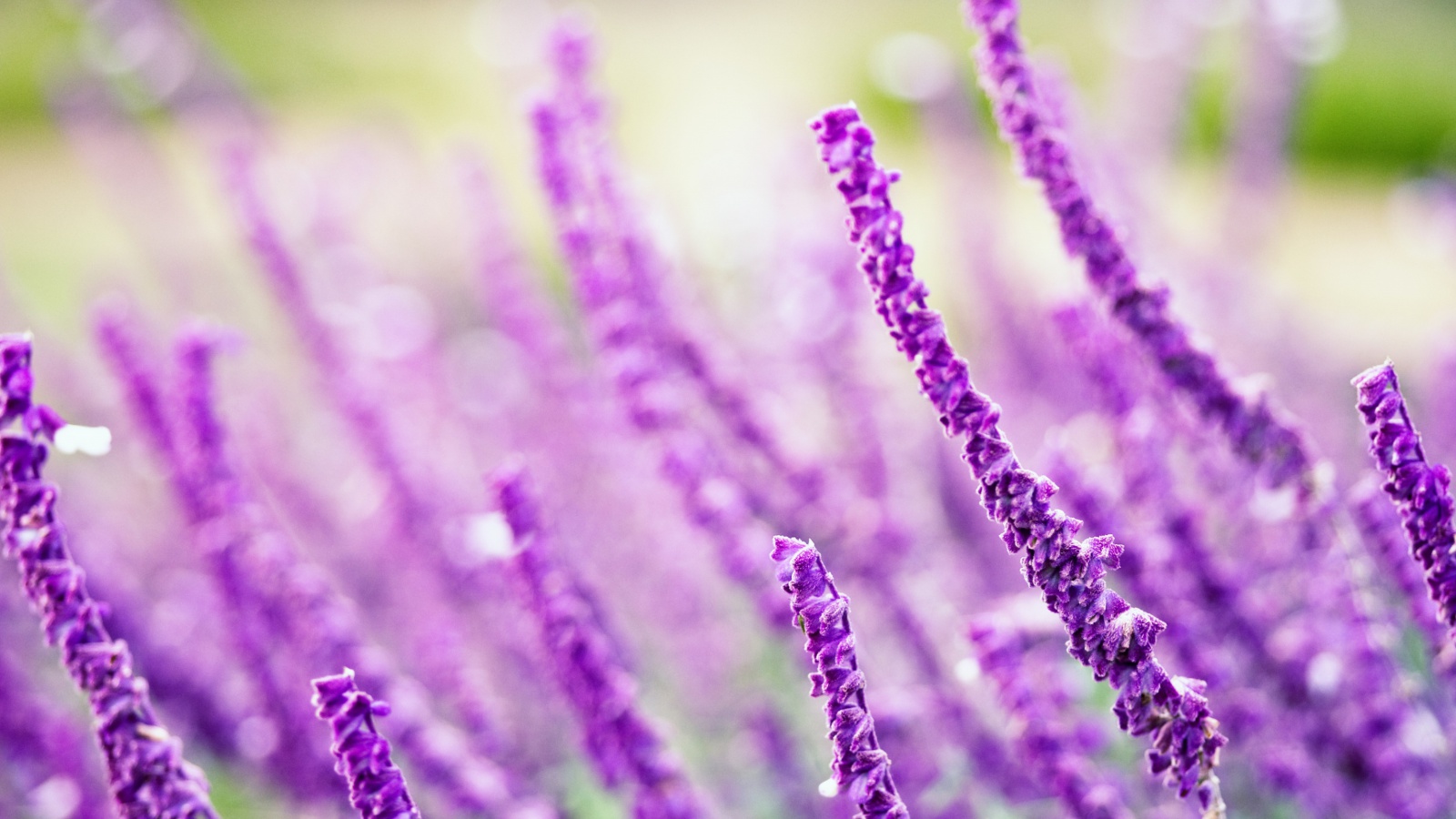 Fondo de pantalla Macro Purple Flowers 1600x900