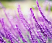 Fondo de pantalla Macro Purple Flowers 176x144