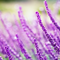 Macro Purple Flowers screenshot #1 208x208