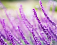 Обои Macro Purple Flowers 220x176