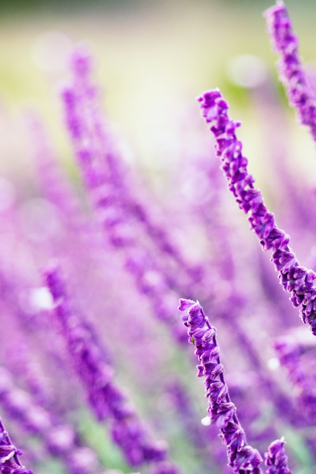Обои Macro Purple Flowers 640x960