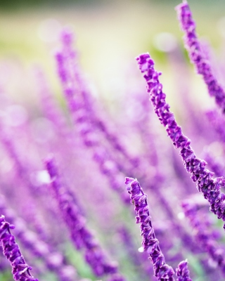 Macro Purple Flowers Background for 240x320