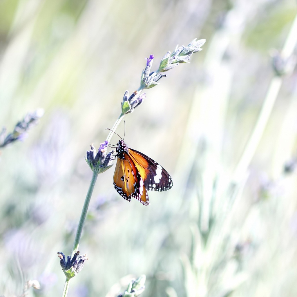 Sfondi Butterfly On Wild Flowers 1024x1024