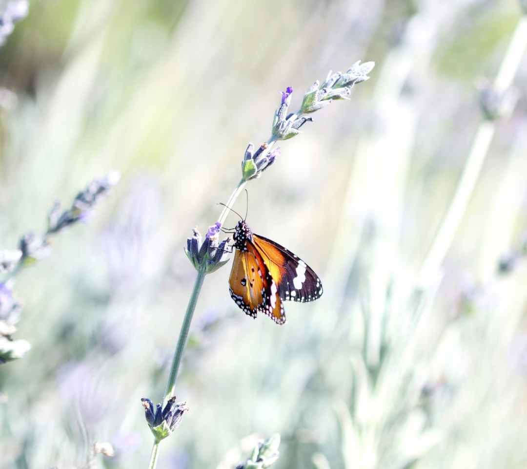 Sfondi Butterfly On Wild Flowers 1080x960