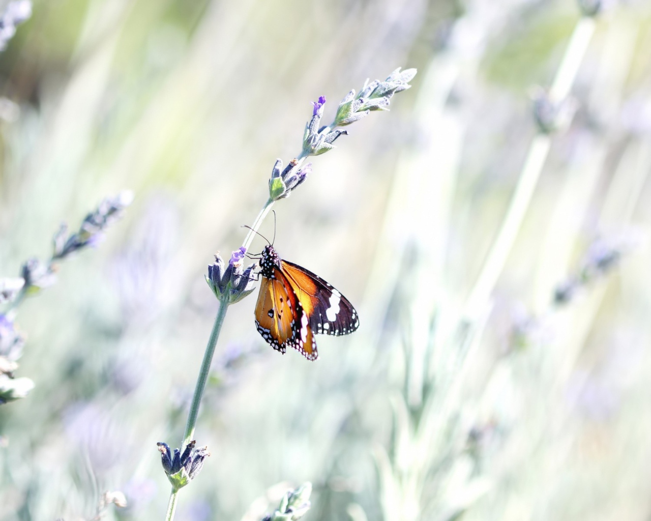 Butterfly On Wild Flowers screenshot #1 1280x1024