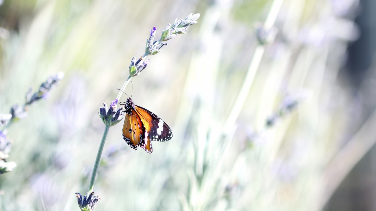 Обои Butterfly On Wild Flowers 1280x720