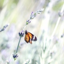 Butterfly On Wild Flowers screenshot #1 128x128