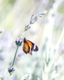 Das Butterfly On Wild Flowers Wallpaper 128x160