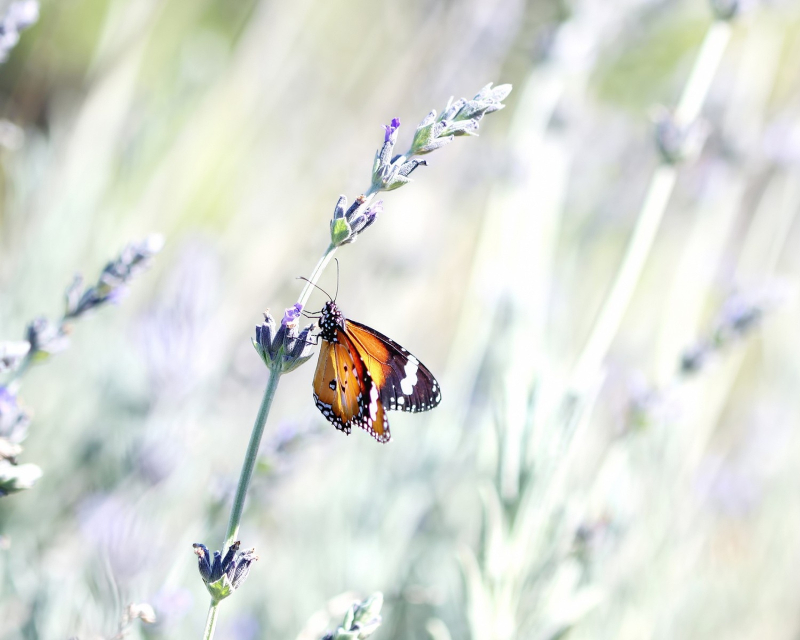 Sfondi Butterfly On Wild Flowers 1600x1280