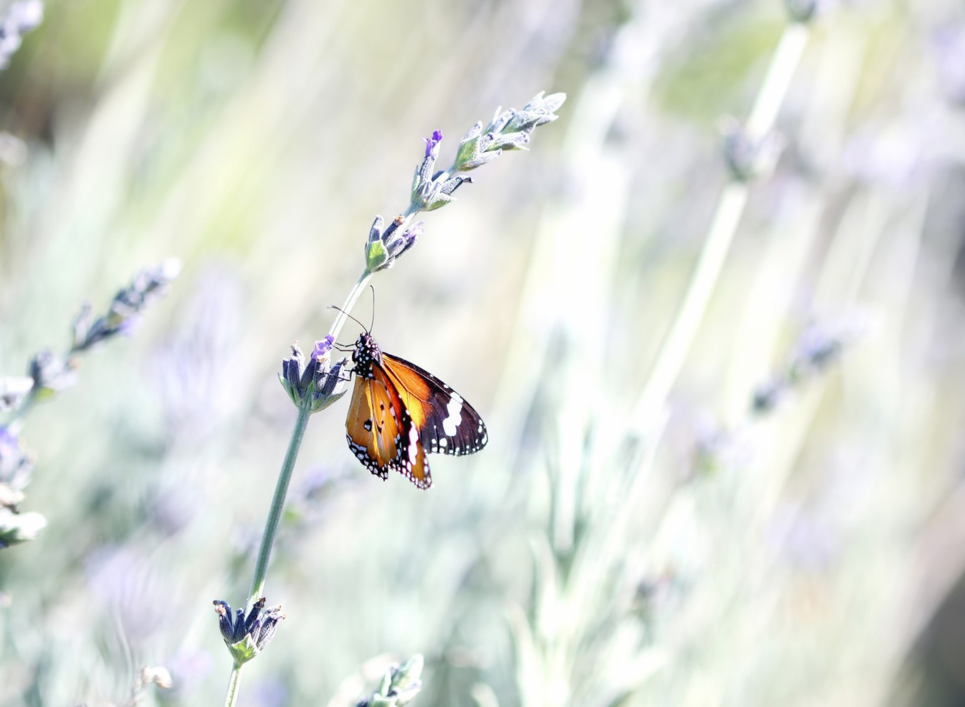 Обои Butterfly On Wild Flowers 1920x1408