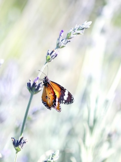 Screenshot №1 pro téma Butterfly On Wild Flowers 240x320