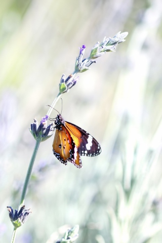 Das Butterfly On Wild Flowers Wallpaper 320x480