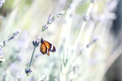 Sfondi Butterfly On Wild Flowers 480x320