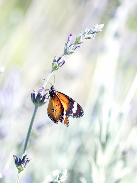 Butterfly On Wild Flowers screenshot #1 480x640