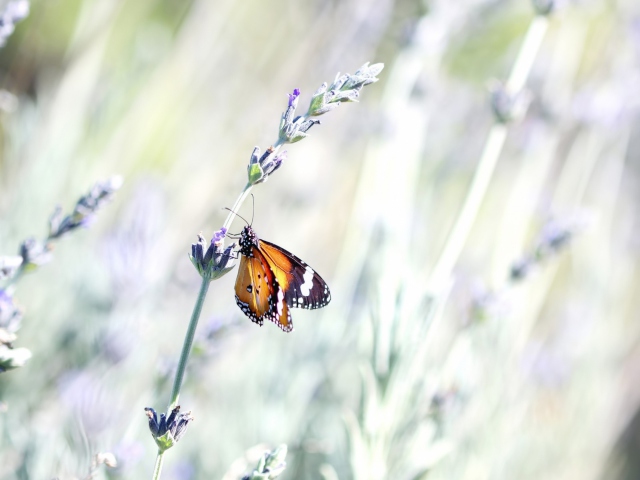 Обои Butterfly On Wild Flowers 640x480