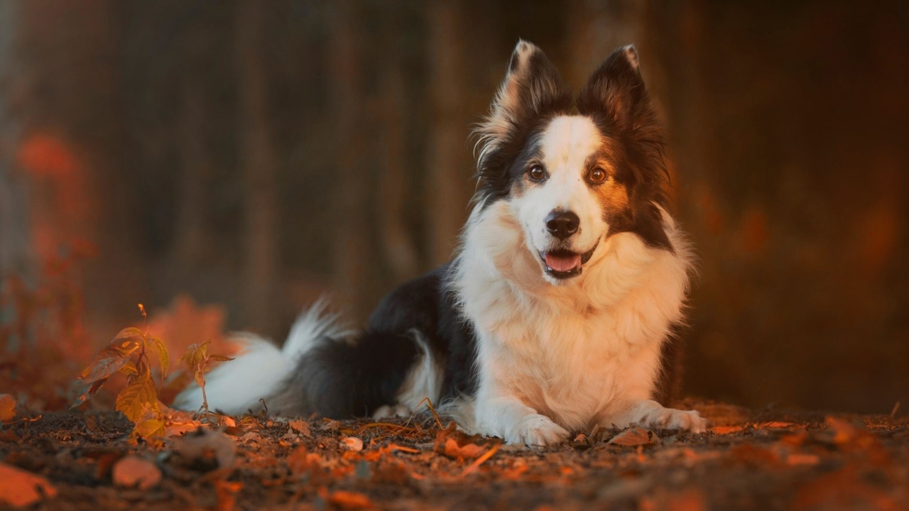 Sfondi Border Collie 1280x720