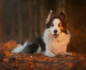 Border Collie wallpaper 176x144